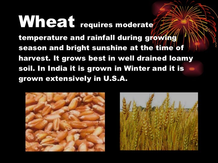 major crops of india powerpoint presentation crops ppt