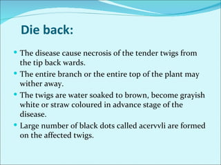 Major diseases of chilli