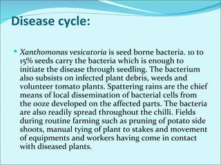 Major diseases of chilli