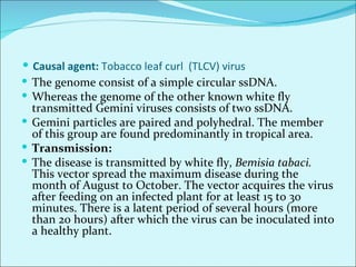 Major diseases of chilli