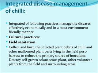 Major diseases of chilli