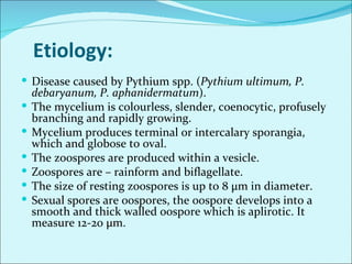 Major diseases of chilli