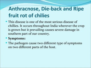 Major diseases of chilli