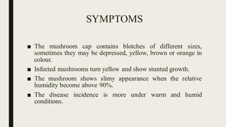 Major diseases of cultivated mushroom | PDF