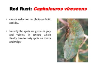 Major diseases of horticultural crops and their managemnt | PPTX