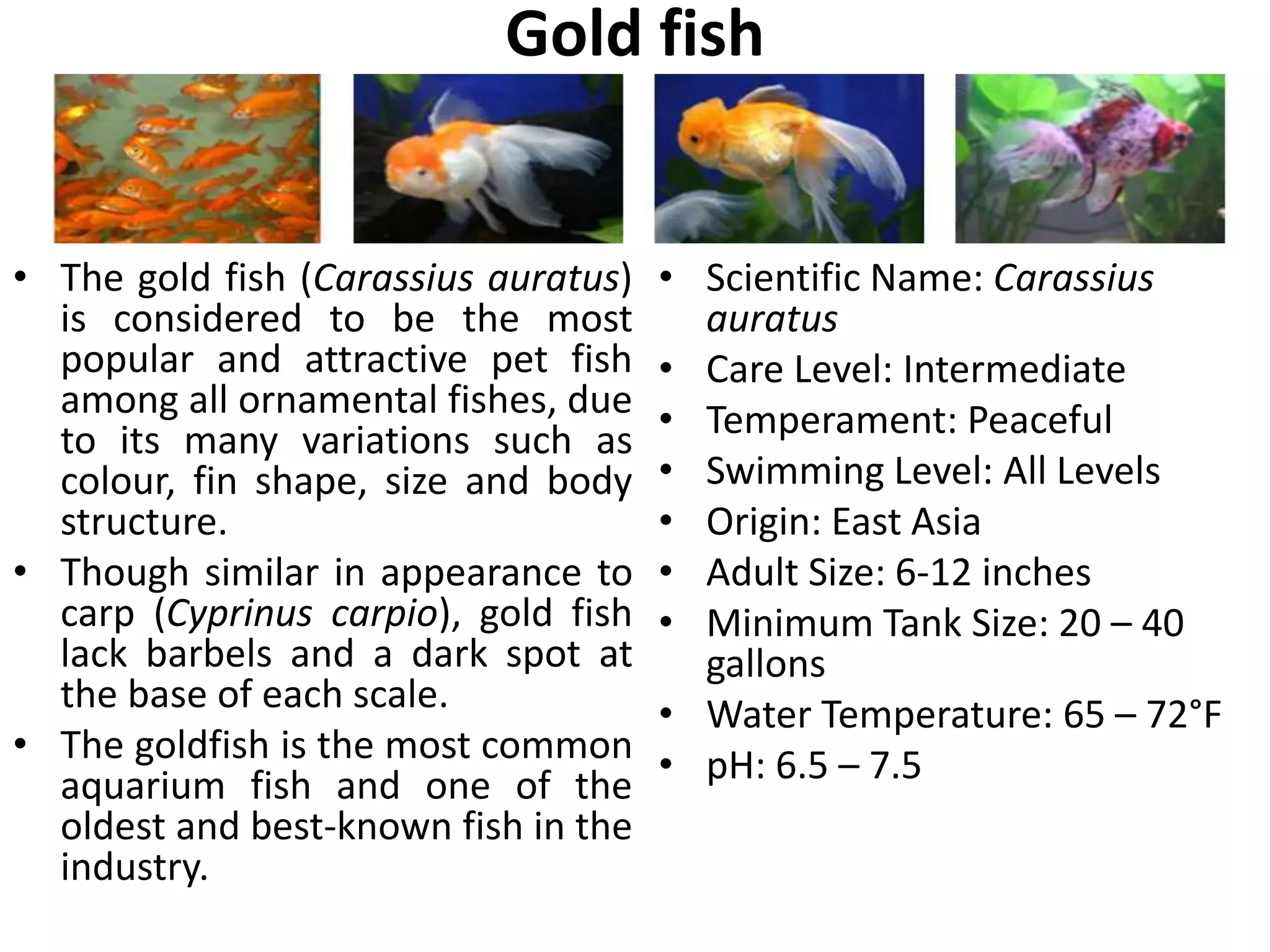 Picture of Major Fresh water and Marine Ornamental fishes and Potential for ...