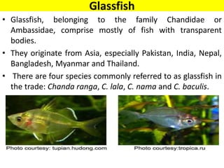 Major Fresh water and Marine Ornamental fishes and Potential for ...