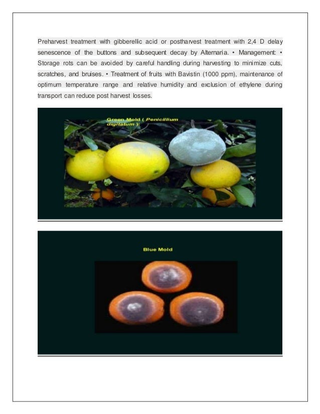 Major fungal disease of citrus