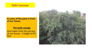 Delhi Summer
A scene of the park in front
of our house.
The leafy canopy
Shot taken from the terrace
of our house : a height of 45
feet
 