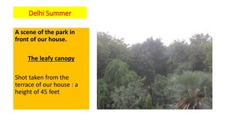 Delhi Summer
A scene of the park in
front of our house.
The leafy canopy
Shot taken from the
terrace of our house : a
height of 45 feet
 