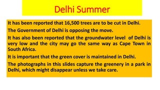 Delhi Summer
It has been reported that 16,500 trees are to be cut in Delhi.
The Government of Delhi is opposing the move.
It has also been reported that the groundwater level of Delhi is
very low and the city may go the same way as Cape Town in
South Africa.
It is important that the green cover is maintained in Delhi.
The photographs in this slides capture the greenery in a park in
Delhi, which might disappear unless we take care.
 