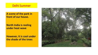 Delhi Summer
A scene of the park in
front of our house.
North India is reeling
under heat wave
However, it is cool under
the shade of the trees
 