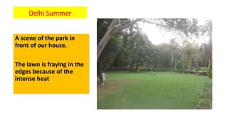 Delhi Summer
A scene of the park in
front of our house.
The lawn is fraying in the
edges because of the
intense heat
 
