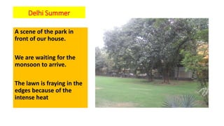 Delhi Summer
A scene of the park in
front of our house.
We are waiting for the
monsoon to arrive.
The lawn is fraying in the
edges because of the
intense heat
 