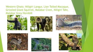 Western Ghats: Niligiri Langur, Lion Tailed Macaque,
Grizzled Giant Squirrel, Malabar Civet, Niligiri Tahr,
Malabar Grey Hornbill
 