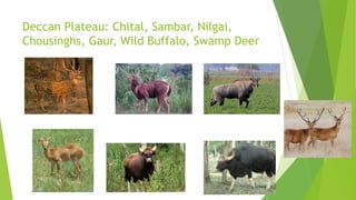 Deccan Plateau: Chital, Sambar, Nilgai,
Chousinghs, Gaur, Wild Buffalo, Swamp Deer
 