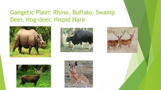 Gangetic Plain: Rhino, Buffalo, Swamp
Deer, Hog-deer, Hispid Hare
 