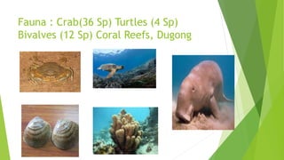 Fauna : Crab(36 Sp) Turtles (4 Sp)
Bivalves (12 Sp) Coral Reefs, Dugong
 