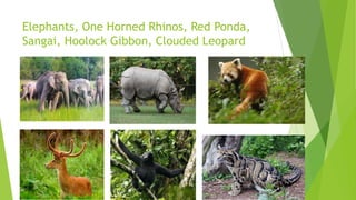 Elephants, One Horned Rhinos, Red Ponda,
Sangai, Hoolock Gibbon, Clouded Leopard
 