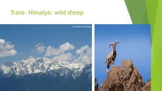 Trans- Himalya: wild sheep
 