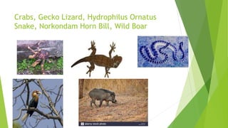 Crabs, Gecko Lizard, Hydrophilus Ornatus
Snake, Norkondam Horn Bill, Wild Boar
 