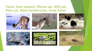Fauna: Snow leopard, Tibetan ass, Wild yak,
Palas cat, Black necked crane, Great Indian
bustard
 