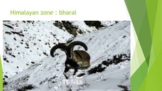 Himalayan zone : bharal
 