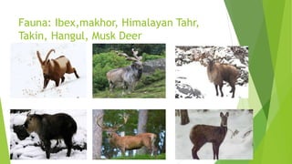 Fauna: Ibex,makhor, Himalayan Tahr,
Takin, Hangul, Musk Deer
 