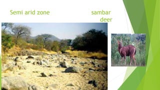 Semi arid zone sambar
deer
 