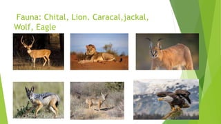 Fauna: Chital, Lion. Caracal,jackal,
Wolf, Eagle
 
