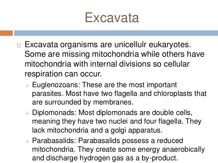 Major Groups Protists major-groups-protists