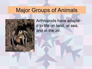 Major groups of animals