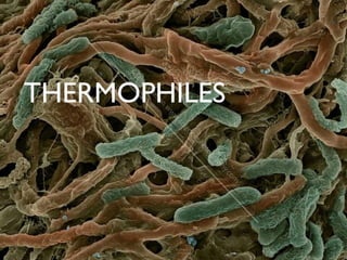 THERMOPHILES
 