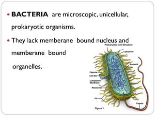  BACTERIA are microscopic, unicellular,
prokaryotic organisms.
 They lack memberane bound nucleus and
memberane bound
organelles.
 