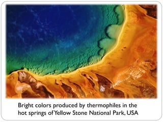Bright colors produced by thermophiles in the
hot springs ofYellow Stone National Park, USA
 
