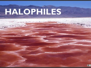 HALOPHILES
 