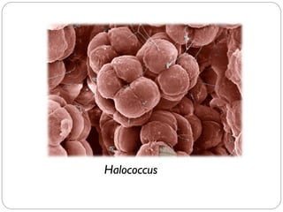 Halococcus
 