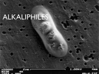 ALKALIPHILES
 
