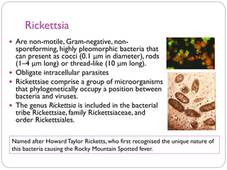 Rickettsia
 Are non-motile, Gram-negative, non-
sporeforming, highly pleomorphic bacteria that
can present as cocci (0.1 μm in diameter), rods
(1–4 μm long) or thread-like (10 μm long).
 Obligate intracellular parasites
 Rickettsiae comprise a group of microorganisms
that phylogenetically occupy a position between
bacteria and viruses.
 The genus Rickettsia is included in the bacterial
tribe Rickettsiae, family Rickettsiaceae, and
order Rickettsiales.
Named after HowardTaylor Ricketts, who first recognised the unique nature of
this bacteria causing the Rocky Mountain Spotted fever.
 