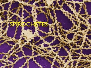 SPIROCHETES
 
