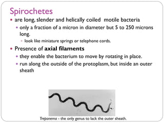Spirochetes
 are long, slender and helically coiled motile bacteria
 only a fraction of a micron in diameter but 5 to 250 microns
long.
 look like miniature springs or telephone cords.
 Presence of axial filaments
 they enable the bacterium to move by rotating in place.
 run along the outside of the protoplasm, but inside an outer
sheath
Treponema - the only genus to lack the outer sheath.
 