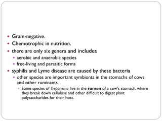  Gram-negative.
 Chemotrophic in nutrition.
 there are only six genera and includes
 aerobic and anaerobic species
 free-living and parasitic forms
 syphilis and Lyme disease are caused by these bacteria
 other species are important symbionts in the stomachs of cows
and other ruminants.
 Some species of Treponema live in the rumen of a cow's stomach, where
they break down cellulose and other difficult to digest plant
polysaccharides for their host.
 