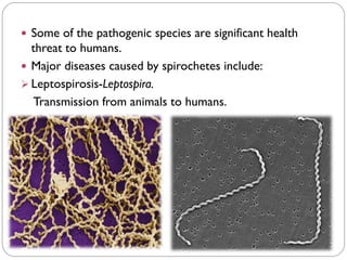  Some of the pathogenic species are significant health
threat to humans.
 Major diseases caused by spirochetes include:
➢ Leptospirosis-Leptospira.
Transmission from animals to humans.
 