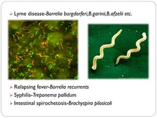 ➢ Lyme disease-Borrelia burgdorferi,B.garinii,B.afzelii etc.
➢ Relapsing fever-Borrelia recurrents
➢ Syphilis-Treponema pallidum
➢ Intestinal spirochetosis-Brachyspira pilosicoli
 