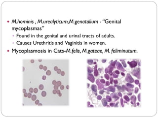  M.hominis , M.urealyticum,M.genatalium - “Genital
mycoplasmas”
• Found in the genital and urinal tracts of adults.
• Causes Urethritis and Vaginitis in women.
 Mycoplasmosis in Cats-M.felis, M.gateae, M. feliminutum.
 