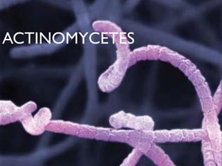 ACTINOMYCETES
 
