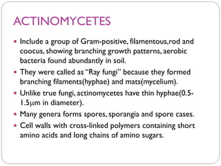 ACTINOMYCETES
 Include a group of Gram-positive, filamentous,rod and
coocus, showing branching growth patterns, aerobic
bacteria found abundantly in soil.
 They were called as “Ray fungi” because they formed
branching filaments(hyphae) and mats(mycelium).
 Unlike true fungi, actinomycetes have thin hyphae(0.5-
1.5m in diameter).
 Many genera forms spores, sporangia and spore cases.
 Cell walls with cross-linked polymers containing short
amino acids and long chains of amino sugars.
 