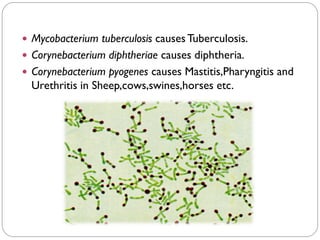  Mycobacterium tuberculosis causesTuberculosis.
 Corynebacterium diphtheriae causes diphtheria.
 Corynebacterium pyogenes causes Mastitis,Pharyngitis and
Urethritis in Sheep,cows,swines,horses etc.
 