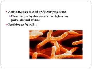  Actinomycosis caused by Actinomyces israelii
❖Characterised by abscesses in mouth, lungs or
gastrointestinal cavities.
❖Sensitive to Penicillin.
 