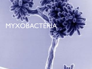 MYXOBACTERIA
 
